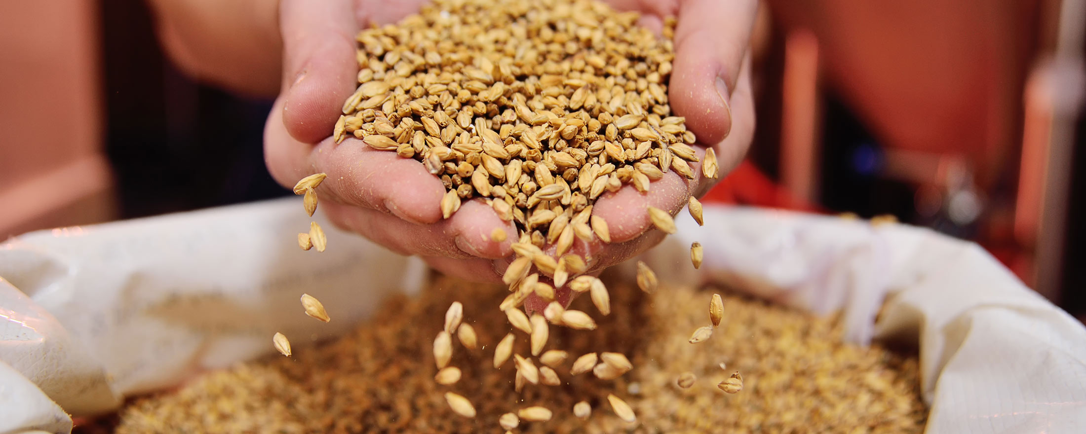 Photo of a hand holding barley over a bag. 