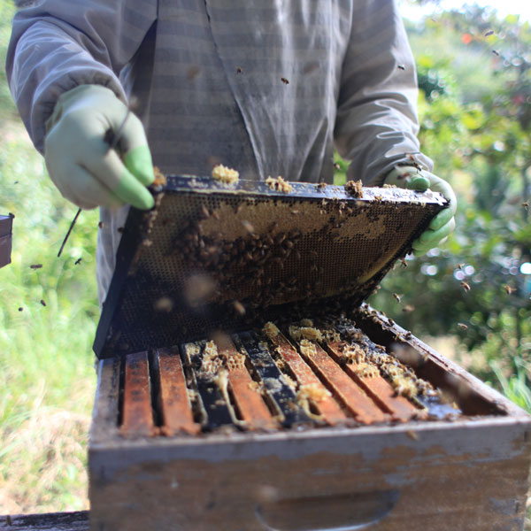 On Beekeeping
