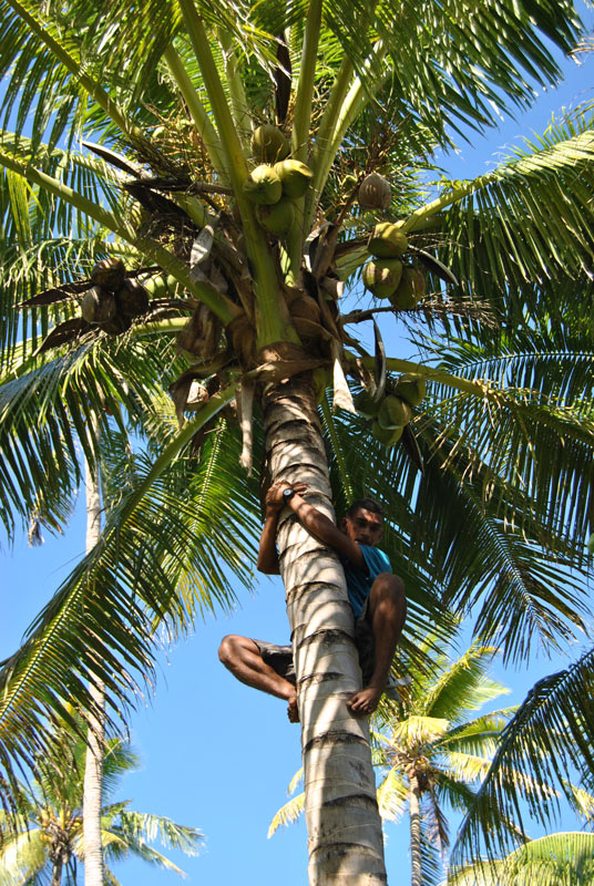 Coconuts: A Staple in Fiji