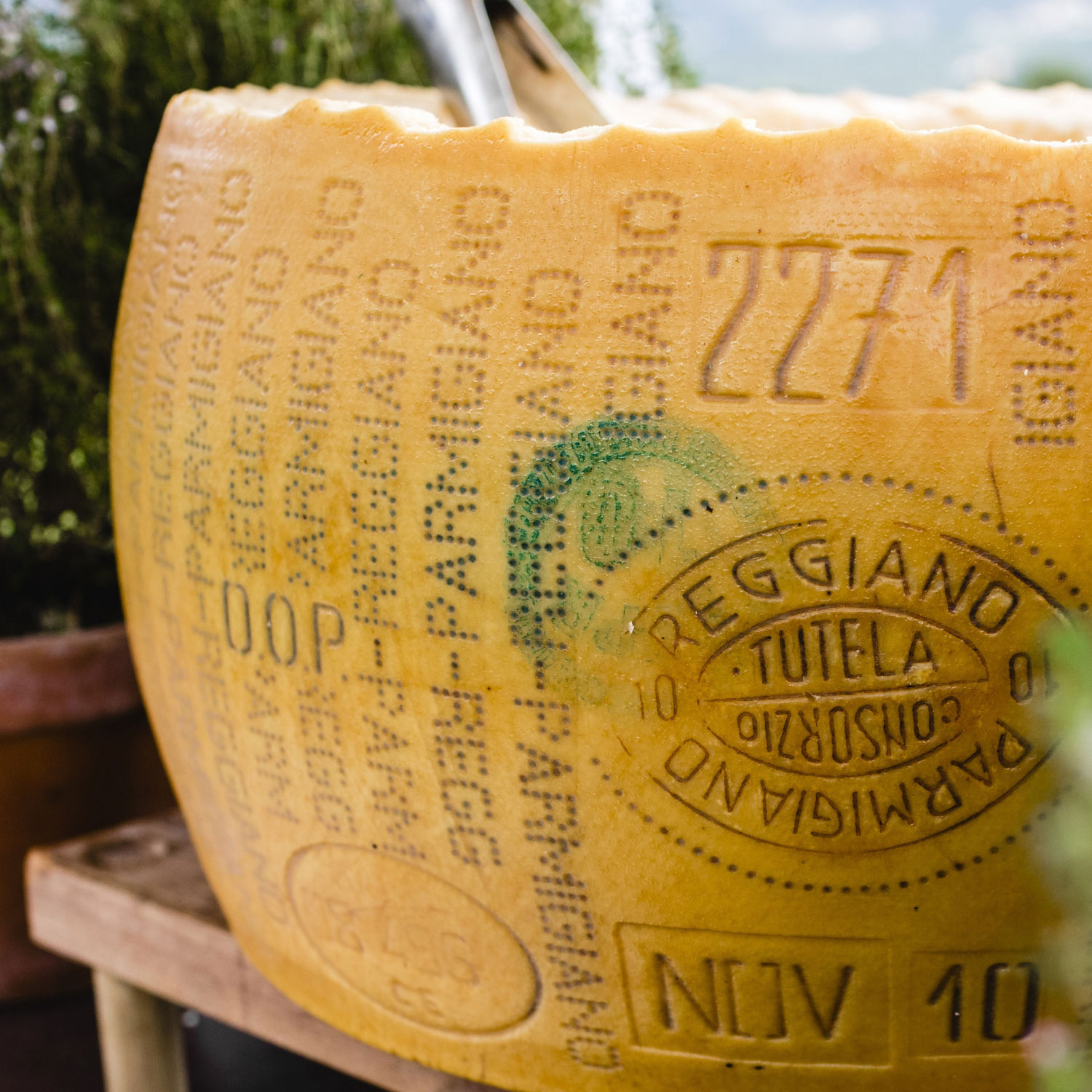 Picture of a parmesan cheese wheel.